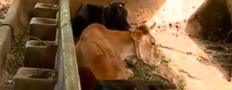 20 cows die in large numbers