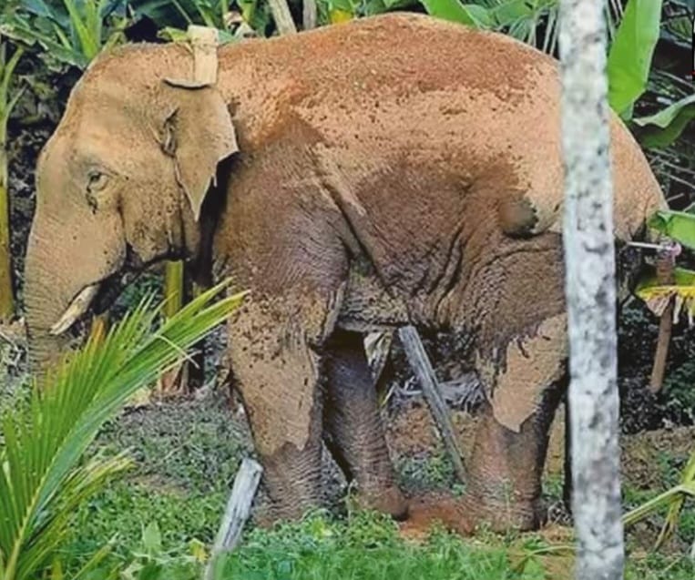thanneer-komban-collapsed-in-elephant-ambulance-didnt-get-up-and-died-post-mortem-today
