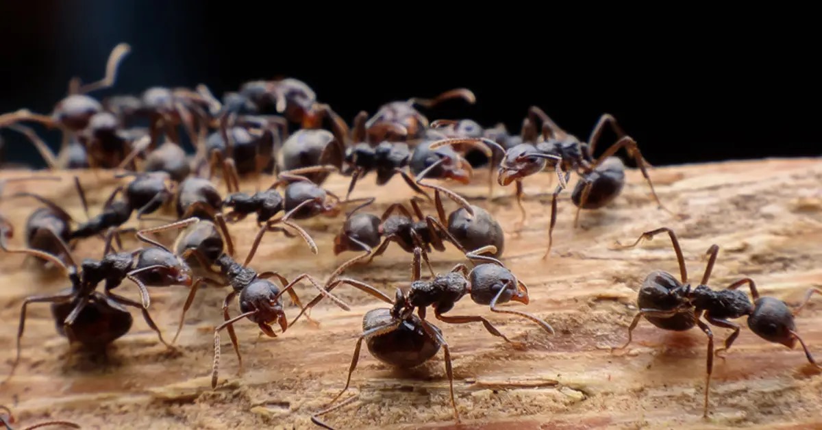 The house was packed with ants