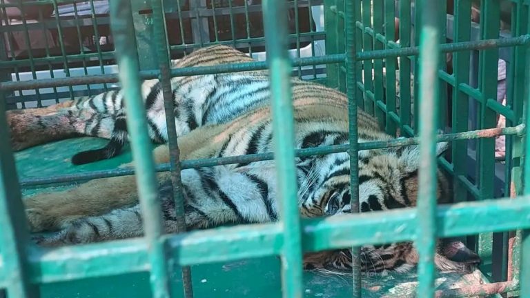 Tiger Captured In Kannur