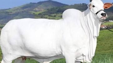 You'll be shocked to hear the price of this cow.