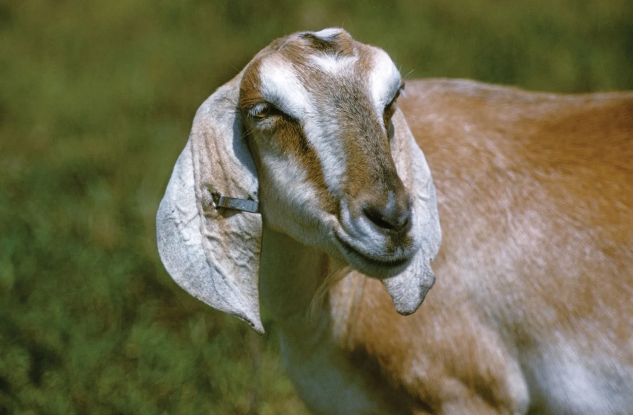 The goat ate the hall ticket. Student attempts suicide