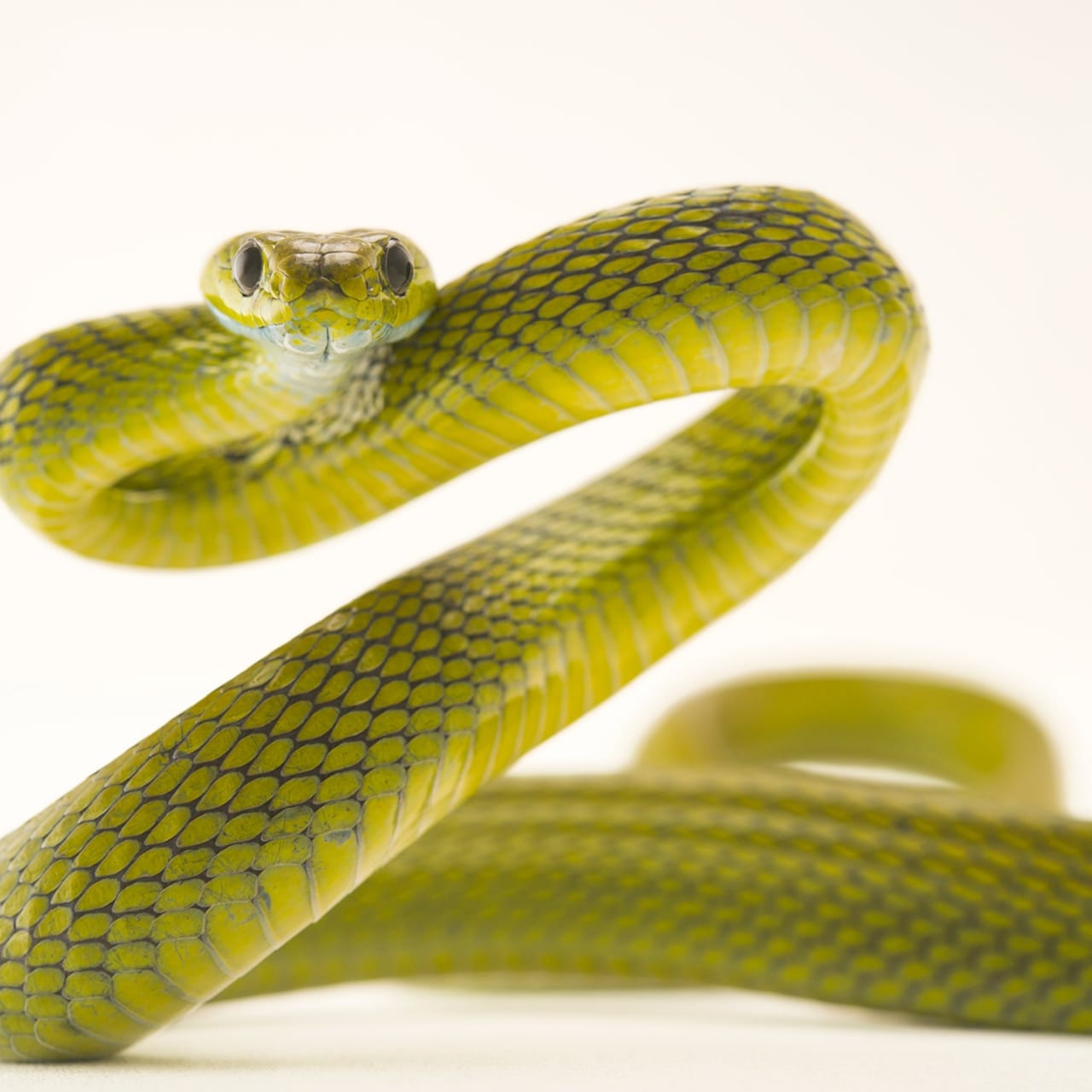 Young man bites back snake, snake dies