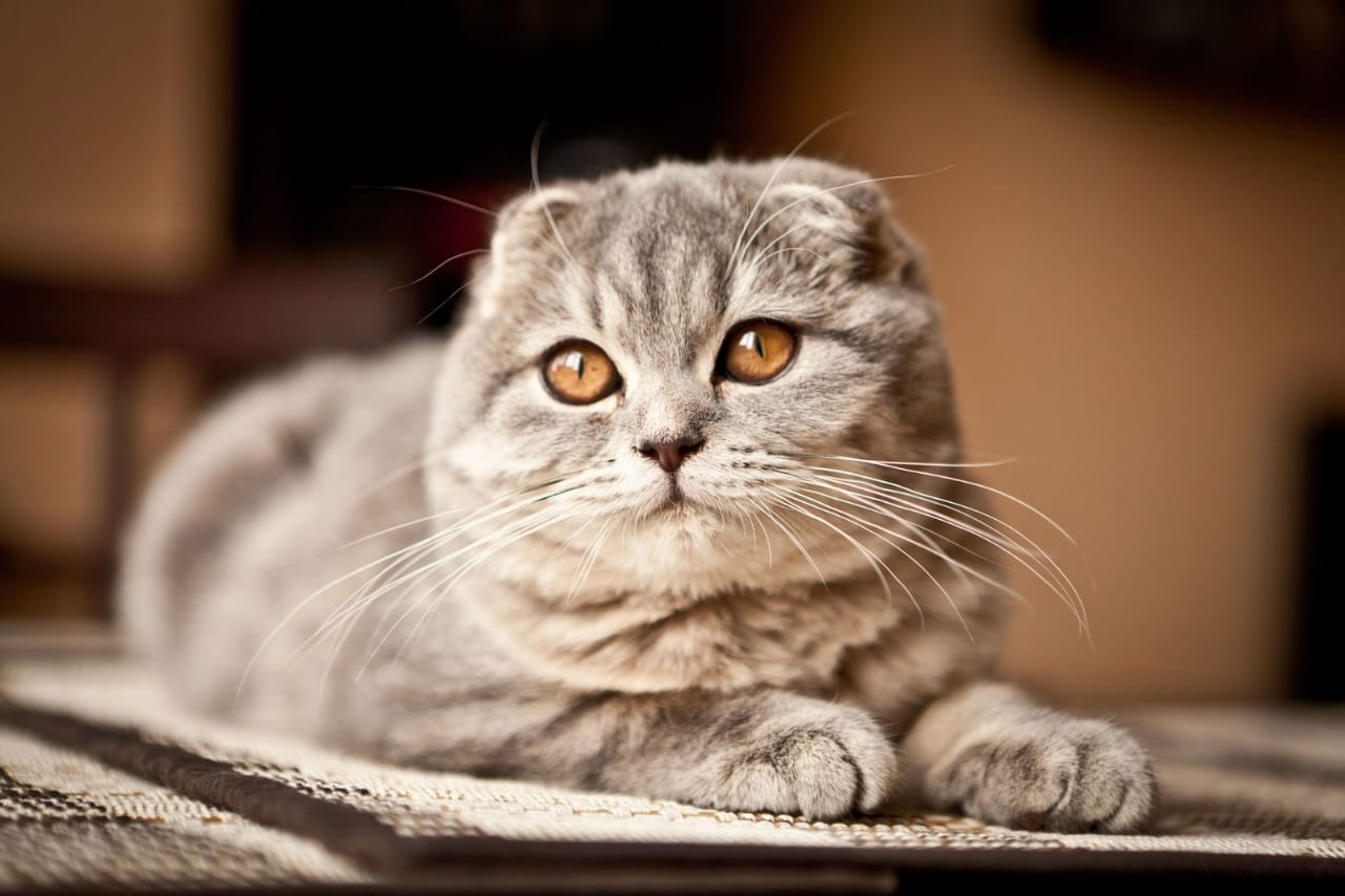 Disease can be cured by cat excrement.