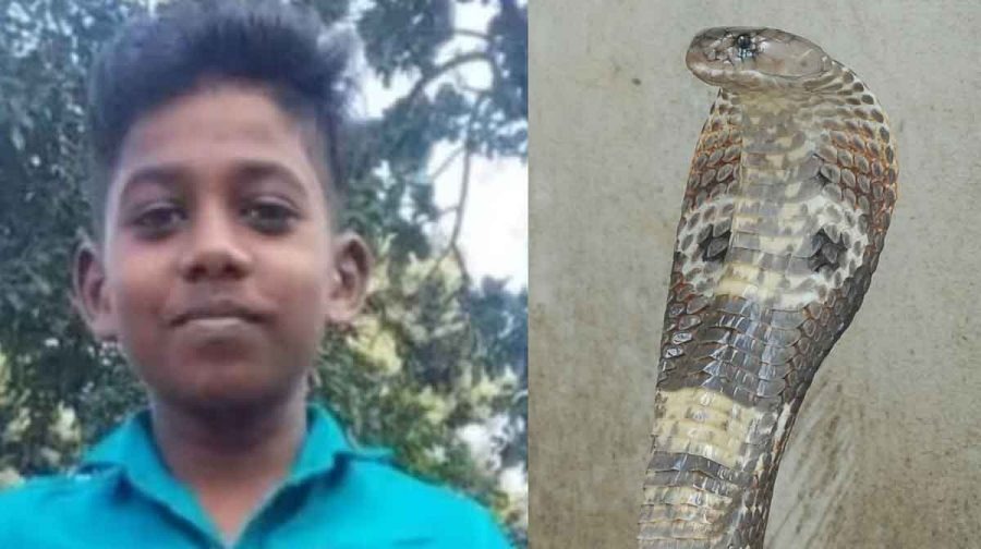 Student bitten by snake, thought to be a sprain, ends tragically after treatment is delayed