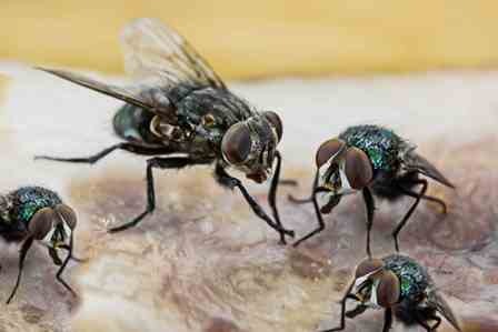 Flies gave evidence to the police
