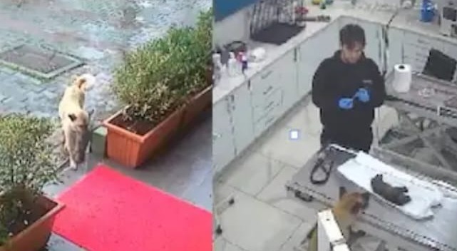 After biting the injured child, the mother dog rushed to the veterinary clinic