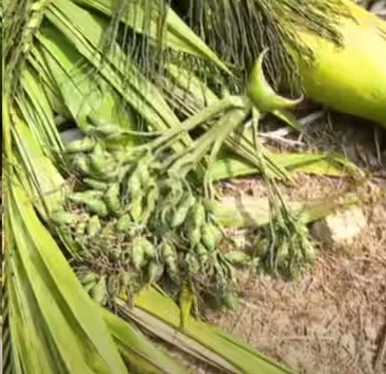 Complaint that KSEB officials cut 28 gourds without warning